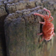Illustration for article titled 10 Most Bizarre Animal Mating Behaviors